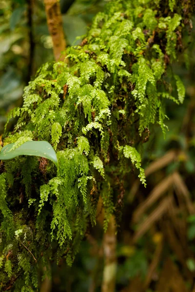 Güzel Bitki Closeup Gunung Jasdar Cameron Highlands Dağları Milli Parkı — Stok fotoğraf
