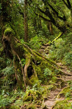 Gunung Jasdar Cameron Highlands Dağları Milli Parkı Malezya'nda yürüyüş sırasında alınan güzel manzara. Güney Doğu Asya seyahat.