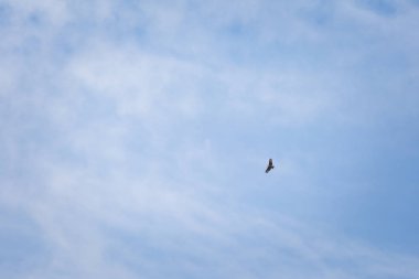 Güzel manzara ile büyük kartallar Gunung Jasdar Cameron Highlands Dağları Milli Parkı Malezya'nda yürüyüş sırasında alınan. Güney Doğu Asya faunası.