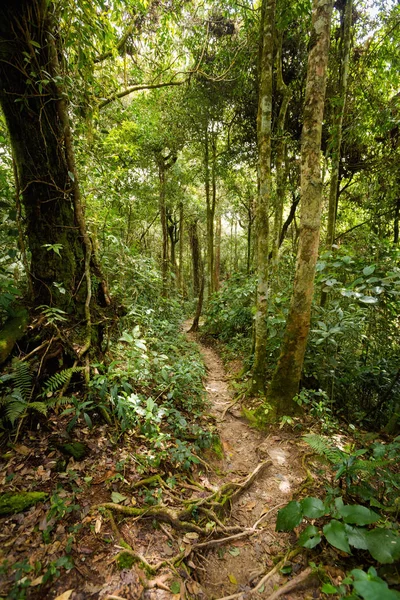 Gunung Jasdar Cameron Highlands Dağları Milli Parkı Malezya'nda yürüyüş sırasında alınan güzel manzara. Güney Doğu Asya seyahat.