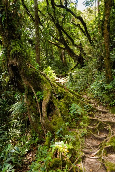 Gunung Jasdar Cameron Highlands Dağları Milli Parkı Malezya'nda yürüyüş sırasında alınan güzel manzara. Güney Doğu Asya seyahat.