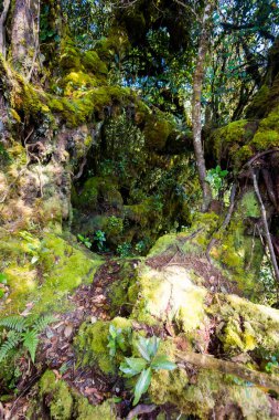 Cameron Highlands Dağları Milli Parkı Malezya'nda Mossy ormanda yürüyüş sırasında alınan güzel manzara. Güney Doğu Asya seyahat.