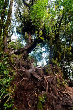 Cameron Highlands Dağları Milli Parkı Malezya'nda Mossy ormanda yürüyüş sırasında alınan güzel manzara. Güney Doğu Asya seyahat.