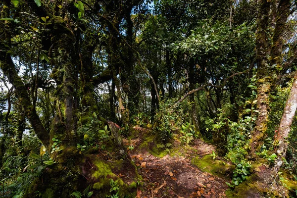 Cameron Highlands Dağları Milli Parkı Malezya'nda Mossy ormanda yürüyüş sırasında alınan güzel manzara. Güney Doğu Asya seyahat.