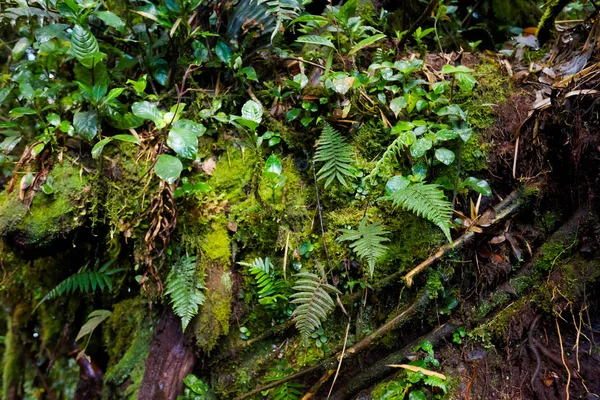 Mossy ormanda Cameron Highlands Dağları Milli Parkı Malezya ve doğa yürüyüşü sırasında alınan güzel bitki portre. Güney Doğu Asya florası.