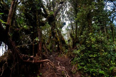 Cameron Highlands Dağları Milli Parkı Malezya'nda Mossy ormanda yürüyüş sırasında alınan güzel manzara. Güney Doğu Asya seyahat.