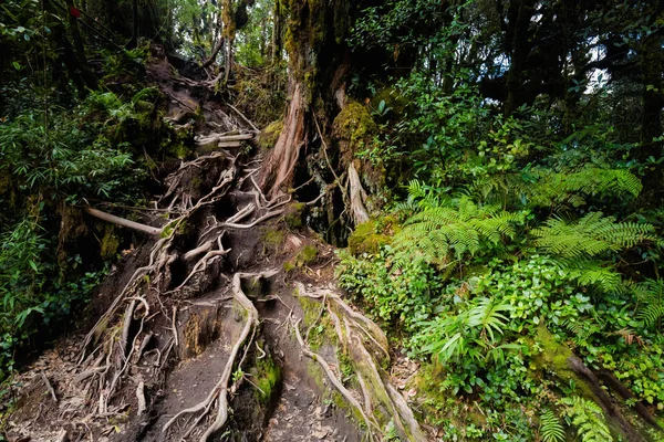Cameron Highlands Dağları Milli Parkı Malezya'nda Mossy ormanda yürüyüş sırasında alınan güzel manzara. Güney Doğu Asya seyahat.