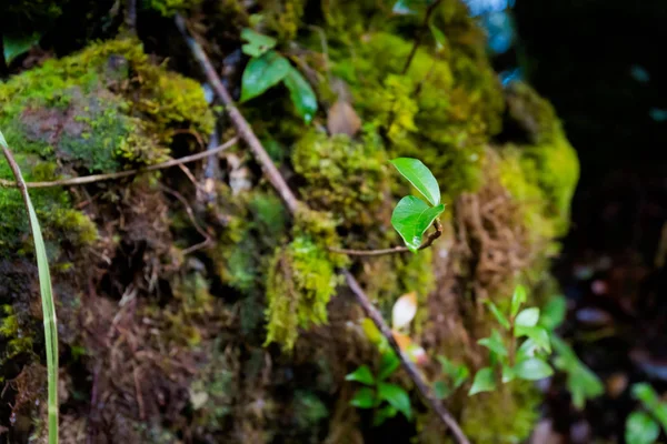 Mossy ormanda Cameron Highlands Dağları Milli Parkı Malezya ve doğa yürüyüşü sırasında alınan güzel bitki portre. Güney Doğu Asya florası.