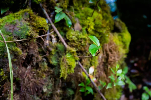 Beautiful Plant Closeup Taken Trekking Mossy Forest Cameron Highlands Mountains — Stock Photo, Image