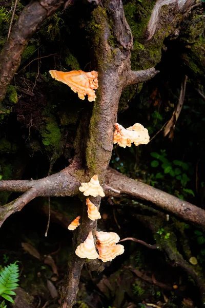 Mossy ormanda Cameron Highlands Dağları Milli Parkı Malezya ve doğa yürüyüşü sırasında alınan güzel bitki portre. Güney Doğu Asya florası.