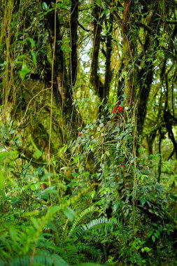 Mossy ormanda Cameron Highlands Dağları Milli Parkı Malezya ve doğa yürüyüşü sırasında alınan güzel bitki portre. Güney Doğu Asya florası.