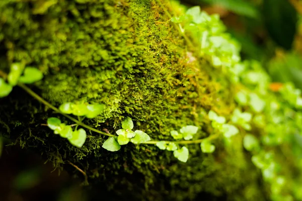 Mossy Ormanda Cameron Highlands Dağları Milli Parkı Malezya Doğa Yürüyüşü — Stok fotoğraf