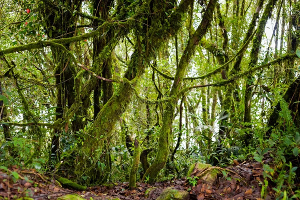 Vacker Växt Närbild Tagit Vandring Mossy Skog Cameron Highlands Bergen — Stockfoto