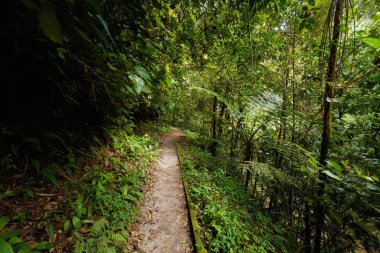 Robinson Falls Cameron Highlands Dağları Milli Parkı Malezya'nda yürüyüş sırasında alınan güzel manzara. Güney Doğu Asya seyahat.
