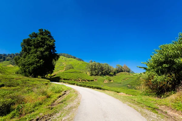 马来西亚国家公园金马伦高原山上的茶园风景秀丽 东南亚农业 — 图库照片
