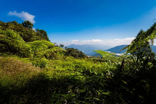 キャメロンハイランド マレーシアの国立公園山中で撮影した美しい風景です 東南アジアに旅行 — ストック写真