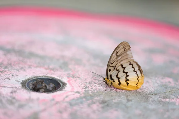 马来西亚国家公园金马伦高原山上美丽的蝴蝶 东南亚动物区系 — 图库照片