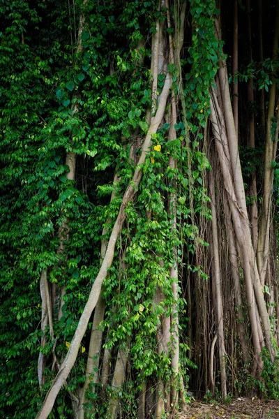 マレーシアのクアラ Kangsar 市大木 東南アジアの美しい植物 — ストック写真