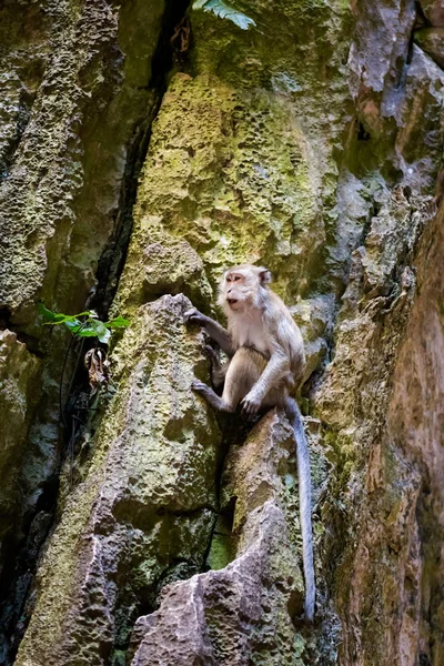 Kuil Batu Caves Ibu Kota Kuala Lumpur Malaysia Monyet Lucu — Stok Foto
