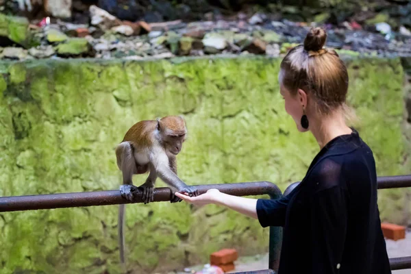 Kuil Batu Caves Ibu Kota Kuala Lumpur Malaysia Memberi Makan — Stok Foto