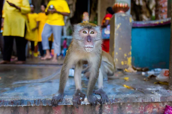 Beautiful Hinduism Temple Batu Caves Kuala Lumpur Capital City Malaysia — Stock Photo, Image