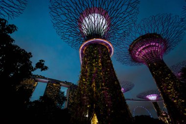 Defne supertree grove ışık bahçelerle geceleri Singapur'da ortaya. Güney Doğu Asya modern futuristik cityscape.