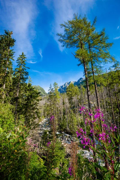 美しい Velka Studena ドリーナ スロバキアのタトラ山脈で 美しい夏のパノラマ Zbojnicka Chata Hrebienok を介してスタリ — ストック写真