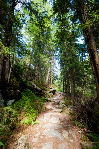 Bella Velka Studena Dolina Nelle Montagne Slovacche Dell Alto Tatra — Foto Stock