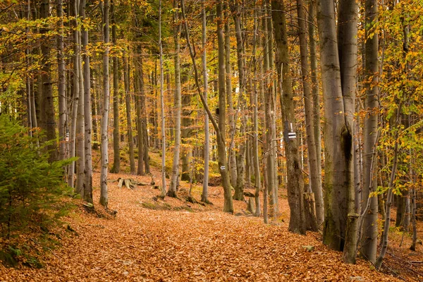 Beskidy Mountains Grabowa Sonbahar Manzara Fotoğraf Lehçe — Stok fotoğraf