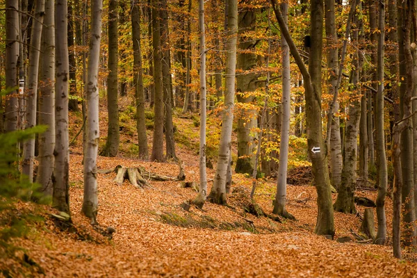 Otoño Paisaje Foto Tomada Esmalte Montañas Beskidy Grabowa — Foto de Stock