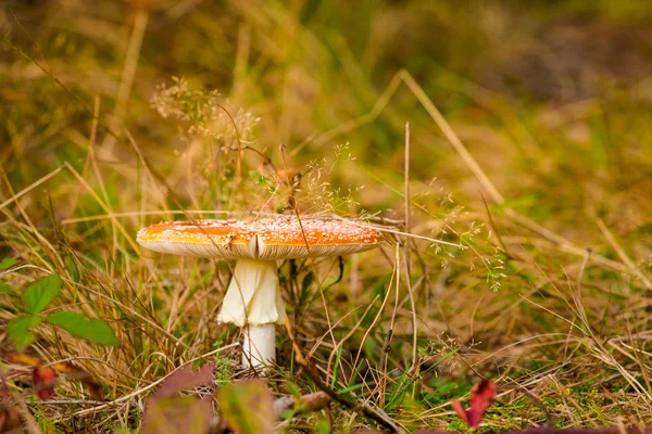 Beautiful Toadstool Mushroom Polish Beskidy Mountains Grabowa — Stock Photo, Image