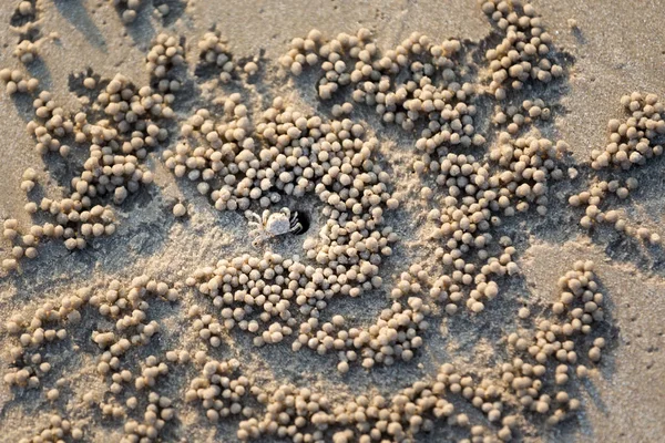 Small Crab Making Hole Sunny Pantai Cenang Beach Tropical Langkawi — Stock Photo, Image