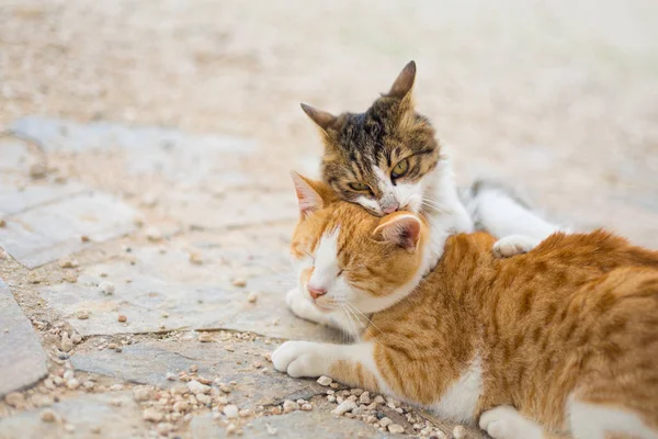 Bulutlu hava sırasında güzel Yunan kedi Cape Greco üzerinde. Kıbrıs Adası'nda alınan manzara.