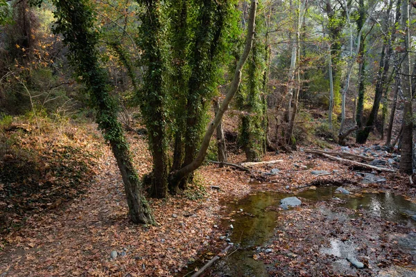 Bellissimo Sentiero Escursionistico Fino Alla Cascata Millomeris Durante Trekking Paesaggio — Foto Stock