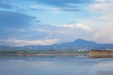 Güzel Akrotiri Tuz Gölü Larnaka yakın pembe flamingolar kuşların tam. Kıbrıs Adası'nda alınan fauna ile manzara.
