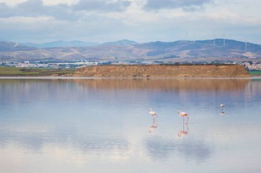 Güzel Akrotiri Tuz Gölü Larnaka yakın pembe flamingolar kuşların tam. Kıbrıs Adası'nda alınan fauna ile manzara.