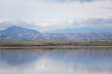 Güzel Akrotiri Tuz Gölü Larnaka yakın pembe flamingolar kuşların tam. Kıbrıs Adası'nda alınan fauna ile manzara.