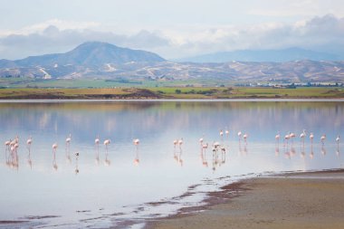 Güzel Akrotiri Tuz Gölü Larnaka yakın pembe flamingolar kuşların tam. Kıbrıs Adası'nda alınan fauna ile manzara.