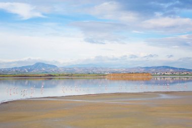 Güzel Akrotiri Tuz Gölü Larnaka yakın pembe flamingolar kuşların tam. Kıbrıs Adası'nda alınan fauna ile manzara.