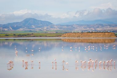 Güzel Akrotiri Tuz Gölü Larnaka yakın pembe flamingolar kuşların tam. Kıbrıs Adası'nda alınan fauna ile manzara.