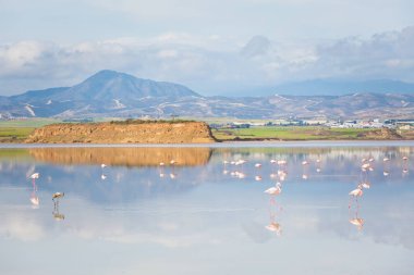 Güzel Akrotiri Tuz Gölü Larnaka yakın pembe flamingolar kuşların tam. Kıbrıs Adası'nda alınan fauna ile manzara.