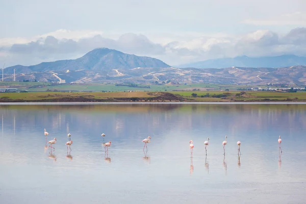 美しいアクロティリ塩湖ラルナカの近くにピンクのフラミンゴ鳥でいっぱい キプロス島で撮影した動物のいる風景します — ストック写真
