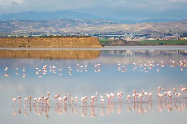 美しいアクロティリ塩湖ラルナカの近くにピンクのフラミンゴ鳥でいっぱい キプロス島で撮影した動物のいる風景します — ストック写真