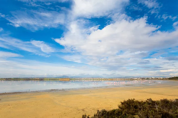 Vackra Akrotiri Saltsjö Full Rosa Flamingos Fåglar Nära Larnaca Landskap — Stockfoto