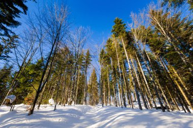 Alınan güzellikler Lehçe dağlar Beskidy Rysianka giderken karlı kış aylarında. Doğa yürüyüşü sırasında yakalanan manzara.