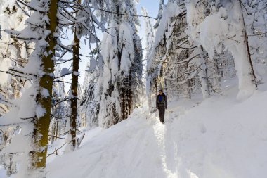 Güzellikler uzun alınan trekking sahip genç turist ile Lehçe dağlar Beskidy Rysianka giderken karlı kış aylarında. İnsanlarla manzara.