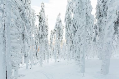 Lehçe dağlar Beskidy Hala Lipowska giderken karlı kış aylarında alınan güzellikler. Skitour sırasında yakalanan manzara doğa yürüyüşü.