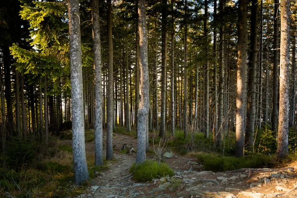 Bellissimo Panorama Sulle Montagne Polacche Beskidy Sulla Strada Skrzyczne Bialy — Foto Stock