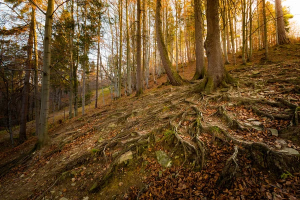 Alınan Güzellikler Lehçe Dağlar Beskidy Bialy Krzyz Malinowska Skala Skrzyczne — Stok fotoğraf