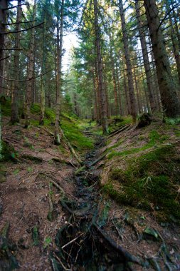Güzel sonbahar Beskidy mountains manzara